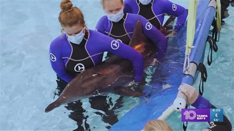 rescued dolphin progressing  clearwater marine aquarium wtspcom
