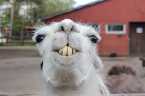 images animal zoo peru close  llama alpaca head  vertebrate wildlife