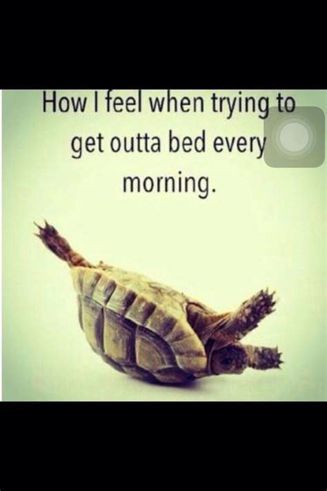 Funny Lazy Morning Sleep Turtle Wake Up Image