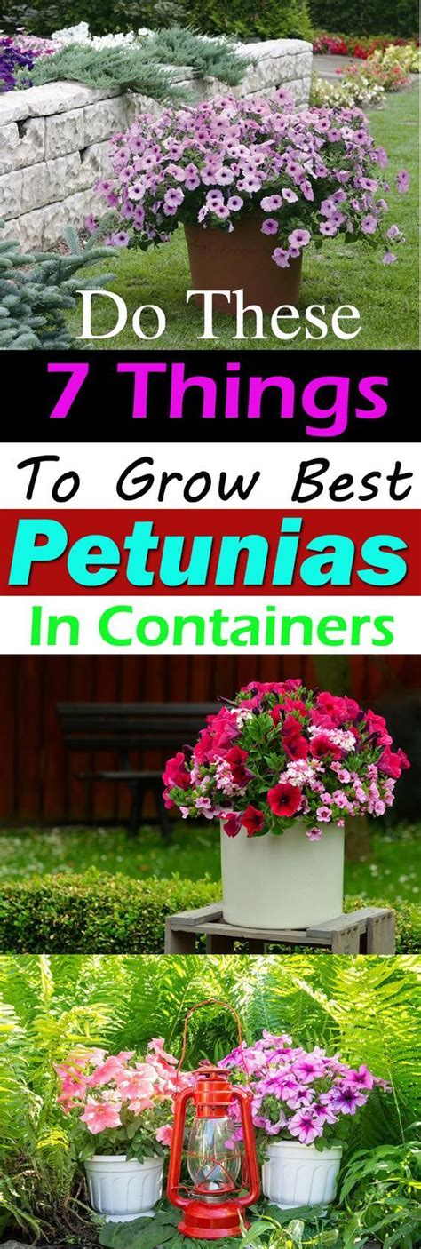 grow  petunias  containers container