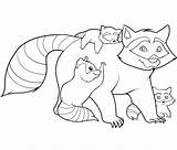 Coloring Raccoon Pages Kids Printable sketch template