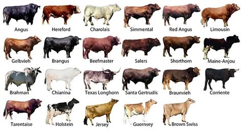 list  cattle breeds livestocking