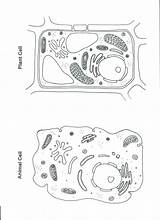Cell Animal Plant Coloring Worksheet Cells Color Blank Worksheets Pages Science Diagram Printable Sheet Drawing Biology Kids Quiz Teaching Pulpbits sketch template