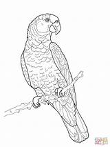 Coloring Parrot Amazon Pages Drawing Imperial Parrots Printable Outline Print Color Adult Supercoloring Para Colorear Green Colouring Hard Fish Bird sketch template