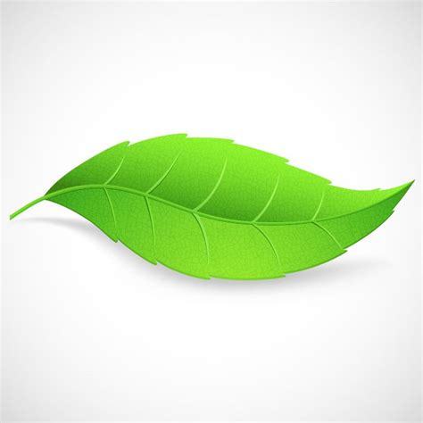 green leaf vector illustration  vector graphics   web