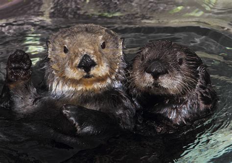 study sea otters   lifetime tracker