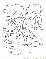 Coloring Armadillo Page3 Pages Coloringpages101 sketch template