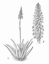 Aloe Drawing Blumen Drawings Botanische sketch template