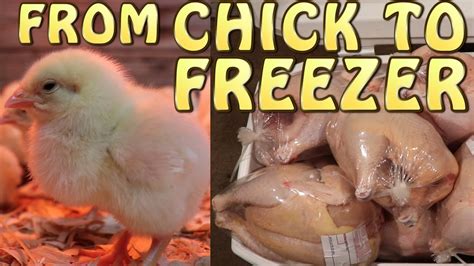 Raising Cornish Cross Meat Chickens ~ From Chick To Freezer Youtube