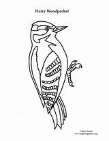Coloring Woodpecker Hairy sketch template