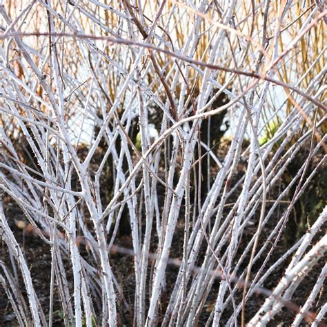 Buy White Stemmed Bramble Rubus Cockburnianus £7 99 Delivery By Crocus