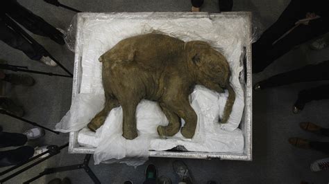 scientists  working  bring  extinct animals   woolly