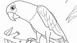 Parrot Coloring Cartoon Pages Printable Getcolorings sketch template