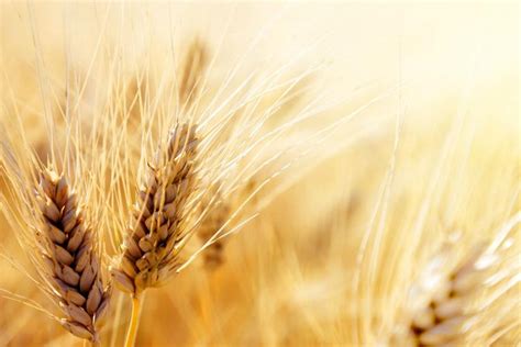 durum wheat shortages hit italian pasta makers italianfoodnet