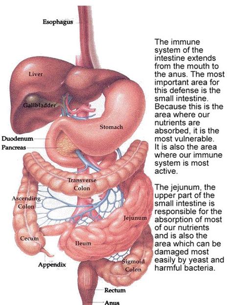 truth revealed digestion  ph medical anatomy basic anatomy  physiology medical knowledge