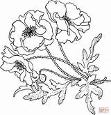 Coloring Flower Poppy Poppies Pages Flowers Supercoloring Drawing Color Outline Printable Cartoon California Getdrawings Colouring Drawings Popular Library Clipart Red sketch template