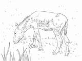 Esel Ausmalbild Verwilderter Donkey Kategorien Ausdrucken sketch template