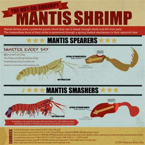 Faster Than A Speeding Mantis Shrimp Fist Daily Infographic