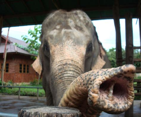 elephants devious behavior