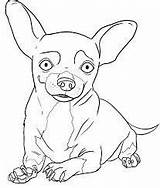 Chihuahua Chihuahuas Hunde Imprimir Malvorlage Chiwawa Tiere Pugs Puppy Azcoloring Kategorien Condividi sketch template