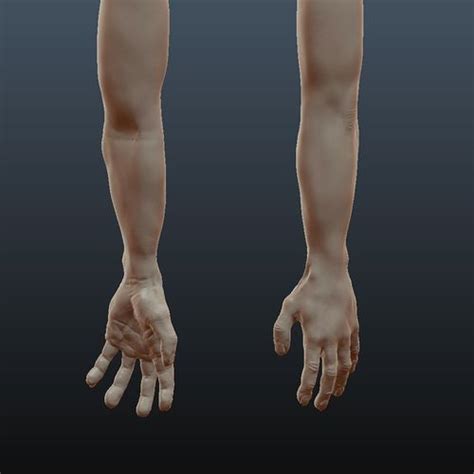 male arm sculpt   model cgtrader