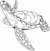 Turtle Drawing Sea Simple Turtles Drawings Getdrawings Paintingvalley sketch template