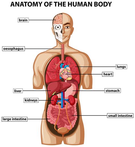 diagram dat de anatomie van het menselijk lichaam met namen toont  vectorkunst bij vecteezy