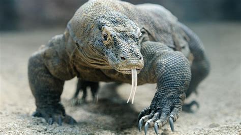 australia   home  giant komodo dragons science news  kids