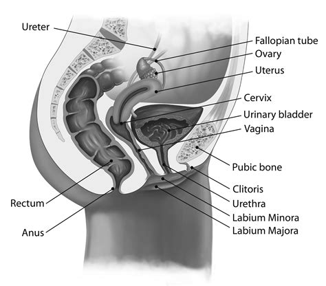 diagram of pussy homemade porn