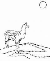 Alpaca Alpaka Pustyni Kolorowanka Kolorowanki Savannah Alpaki Drukuj sketch template