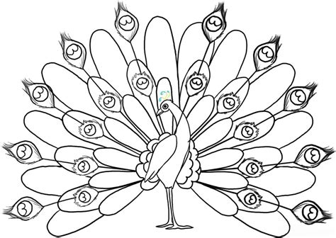 peacock coloring pages  kids coloring home