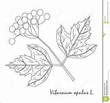 Viburnum Opulus sketch template
