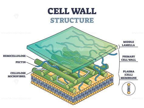 cell wall structure  plant cellular parts description outline