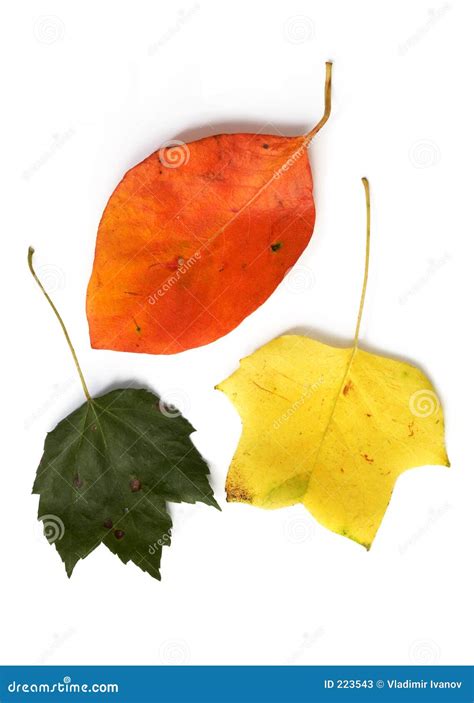 leaves stock  image