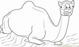 Camel Sitting Coloring Pages Coloringpages101 Online sketch template
