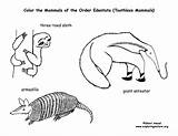Mammals Toothless Armadillo Sloths Anteaters Anteater Coloring Support sketch template