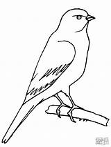 Canary Coloring Bird Pages Printable Drawing Perched Color Plover Piping sketch template