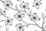 Dogwood Flower Vector Flowers Background Seamless Pattern Drawing Line Hand Illustration Drawn Clip Illustrations Vectors Vecteezy Texture Watercolor Paper Stock sketch template