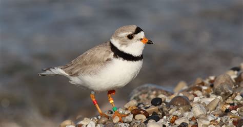 michigans endangered piping plovers  banner year