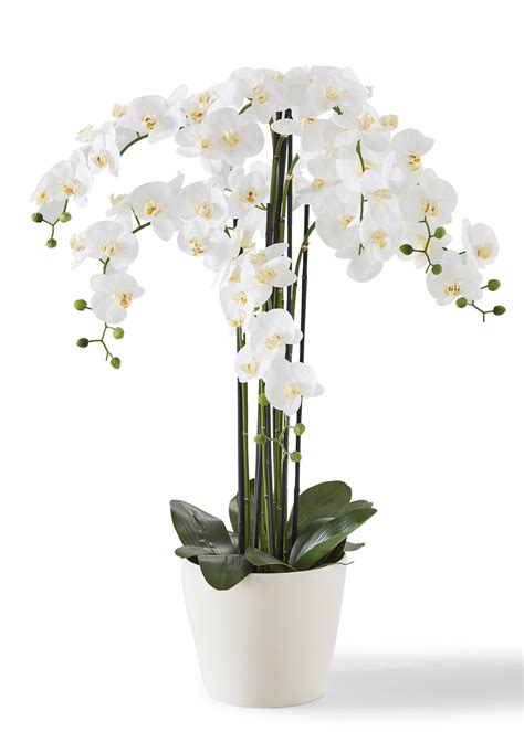 aanbieding bonprix kunstbloem orchidee xxl bonprix met korting