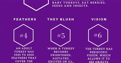 10 interesting facts about wild turkeys imgur