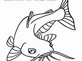 Catfish Coloring Getcolorings Pages Color sketch template