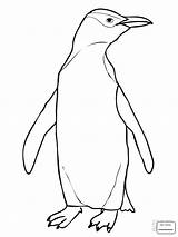 Penguin Emperor Coloring Getcolorings Print sketch template