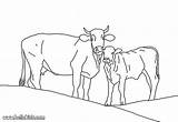 Cow Calf Mother Coloring Pages Color Hellokids Farm Animal Print Online Calves Cows Polkadots Zoo Project sketch template