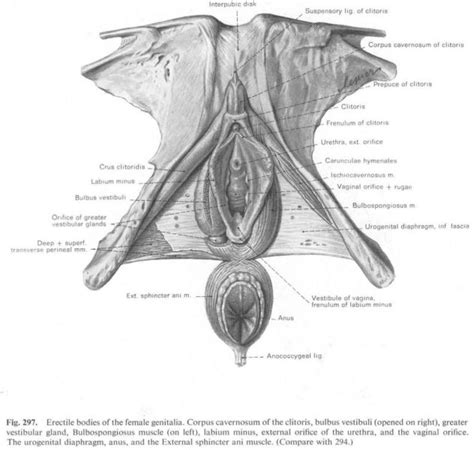 Clitoris non picture pornographic vulva