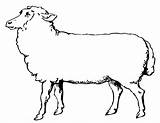 Mouton Coloriage Dall Mammals Colorier sketch template