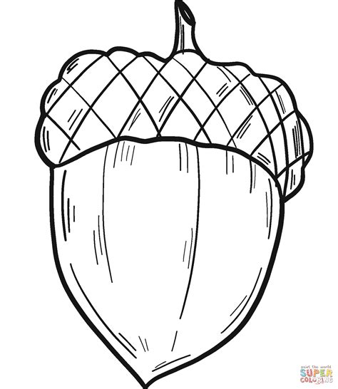acorn coloring page  printable coloring pages