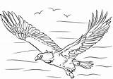 Eagle Aquila Colorare Disegno Spiegate Calva sketch template