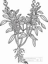 Herb Outline Clipart Herbs Sage Clip Transparent Medium Gif sketch template