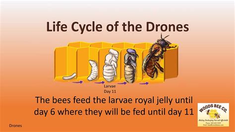 life cycle   drones youtube
